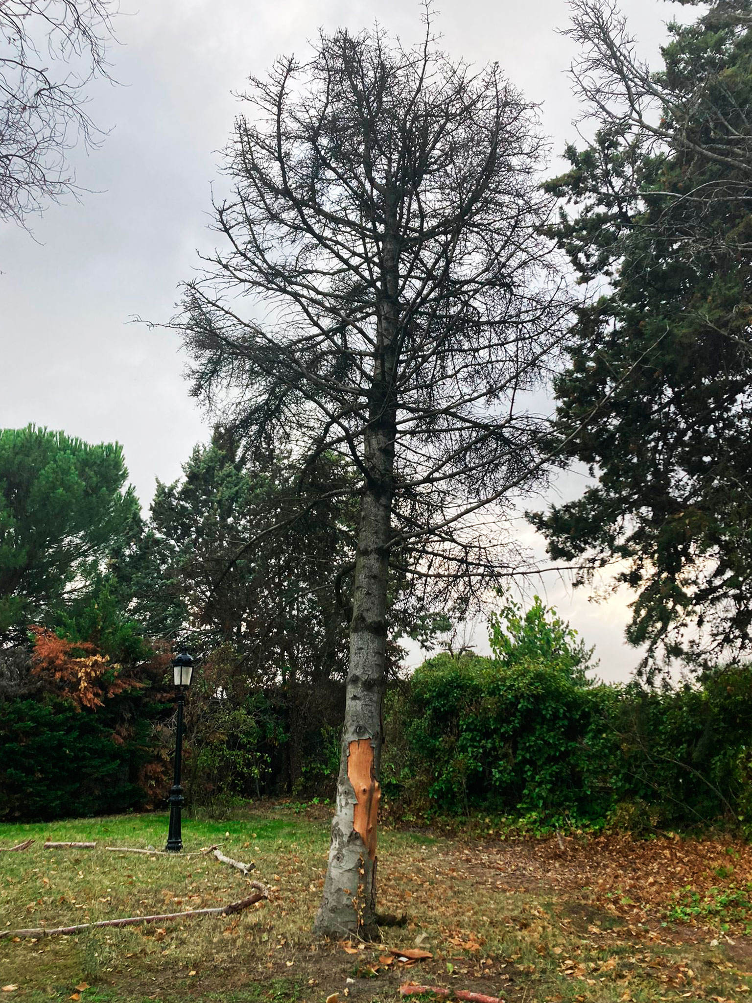 Informes de arbolado Madrid