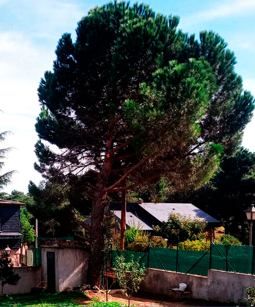 Infomres y proyectos de arbolado en Madrid